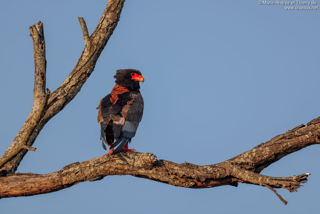 Bateleur des savanes