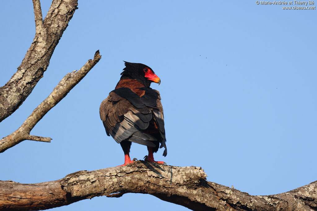 Bateleur des savanes