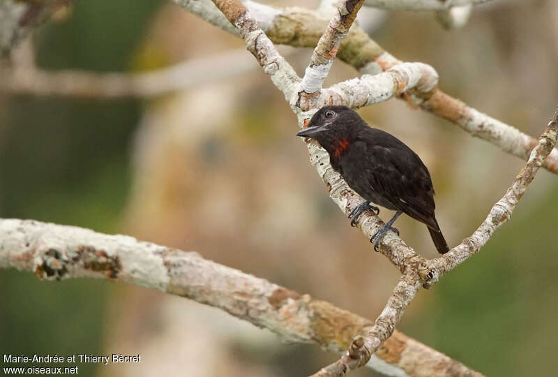 Pink-throated Becard male adult, identification