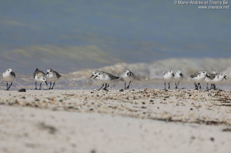 Bécasseau sanderling