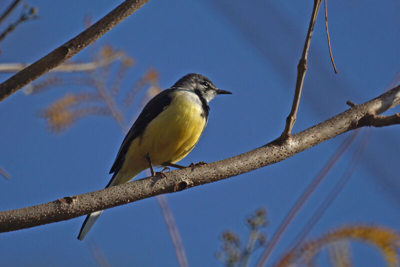 Madagascar Wagtail