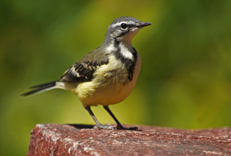 Bergeronnette malgache