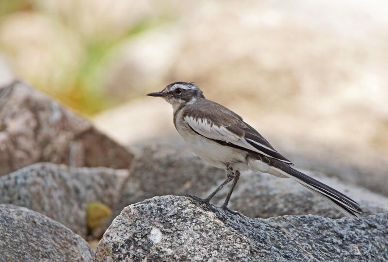 African Pied Wagtail