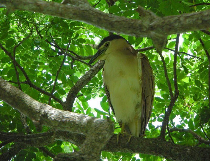 Nankeen Night Heron