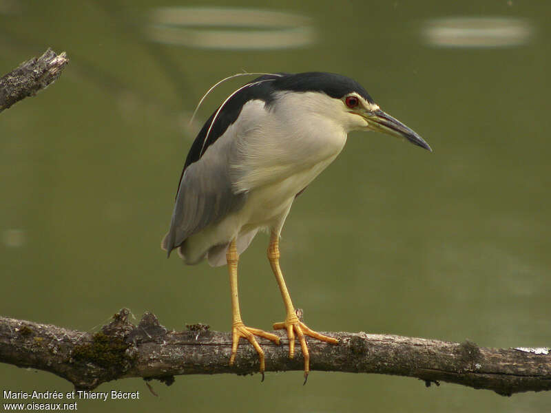 Black-crowned Night Heron