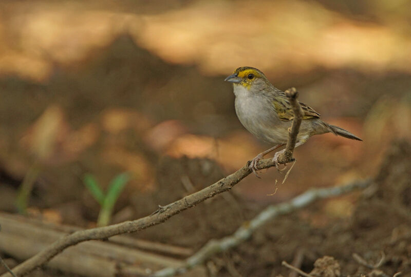 Yellow-browed Sparrow