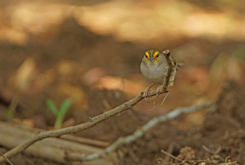 Yellow-browed Sparrow