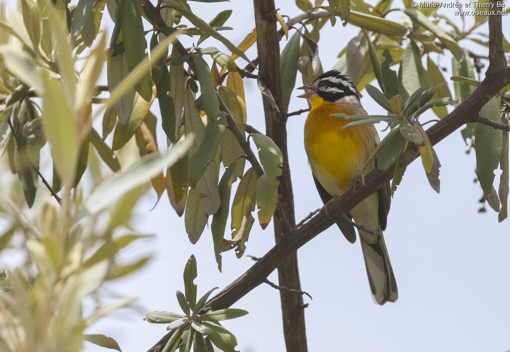 Golden-breasted Bunting