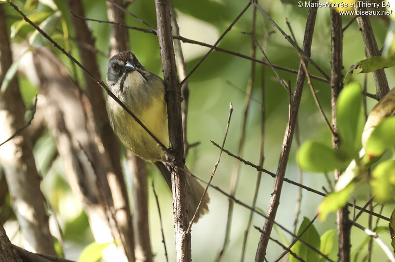 Zapata Sparrow