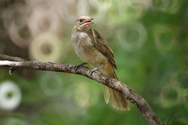 Streak-eared Bulbul