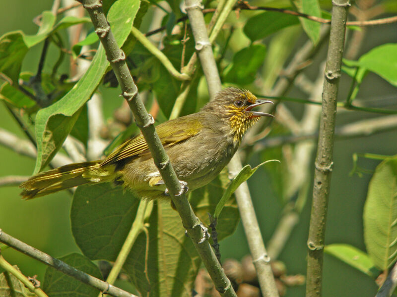 Stripe-throated Bulbul