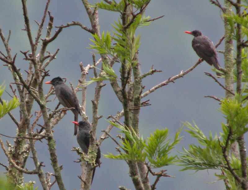 Bulbul des Ghats