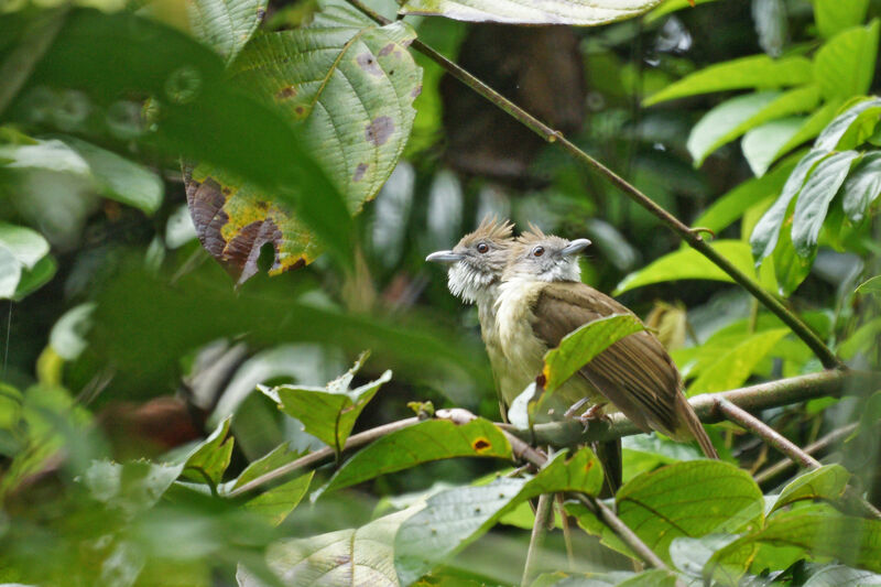 Bulbul flavéole