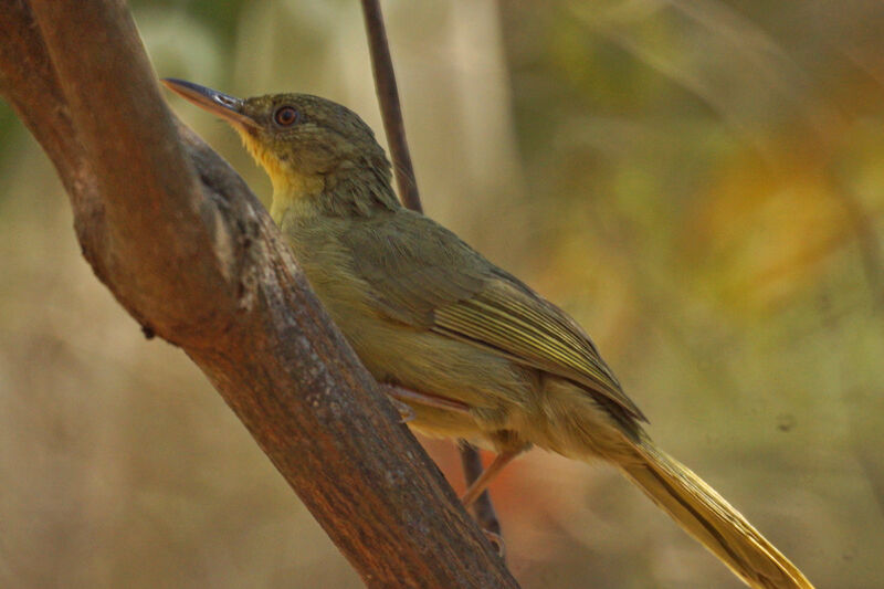 Bulbul tétraka