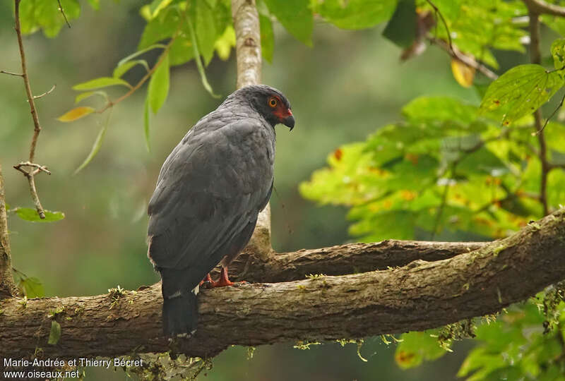 Slate-colored Hawkadult, identification