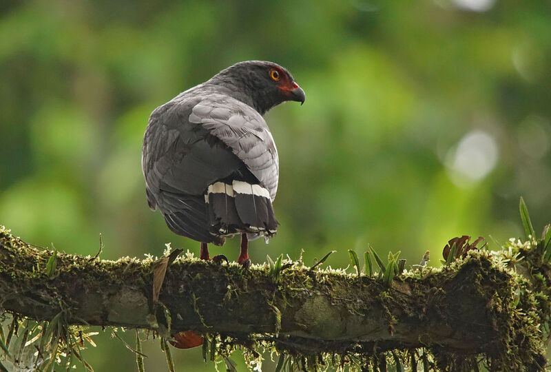 Slate-colored Hawk