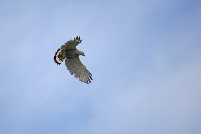 Grey-lined Hawk