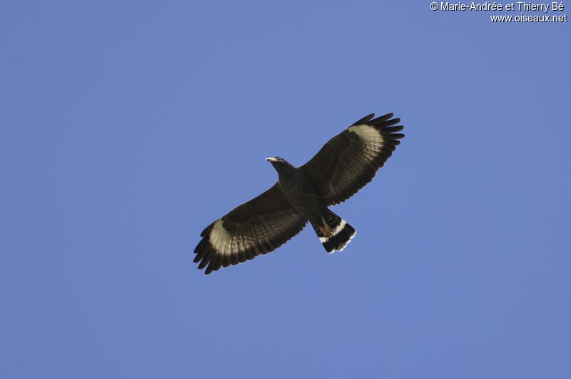 Cuban Black Hawk