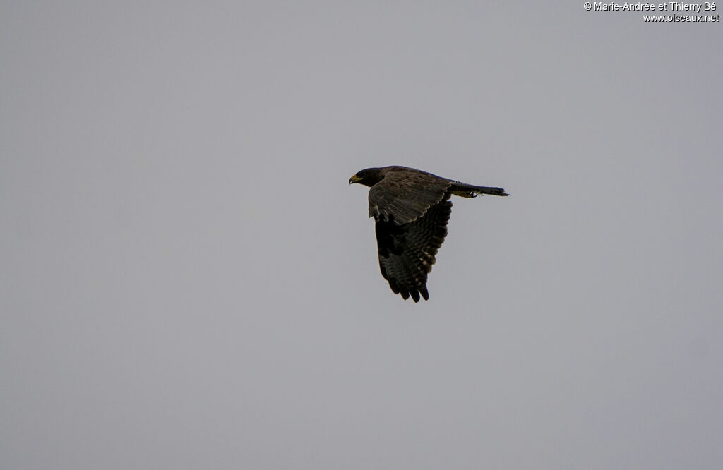 Buse des Galapagos