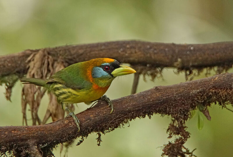 Red-headed Barbet female