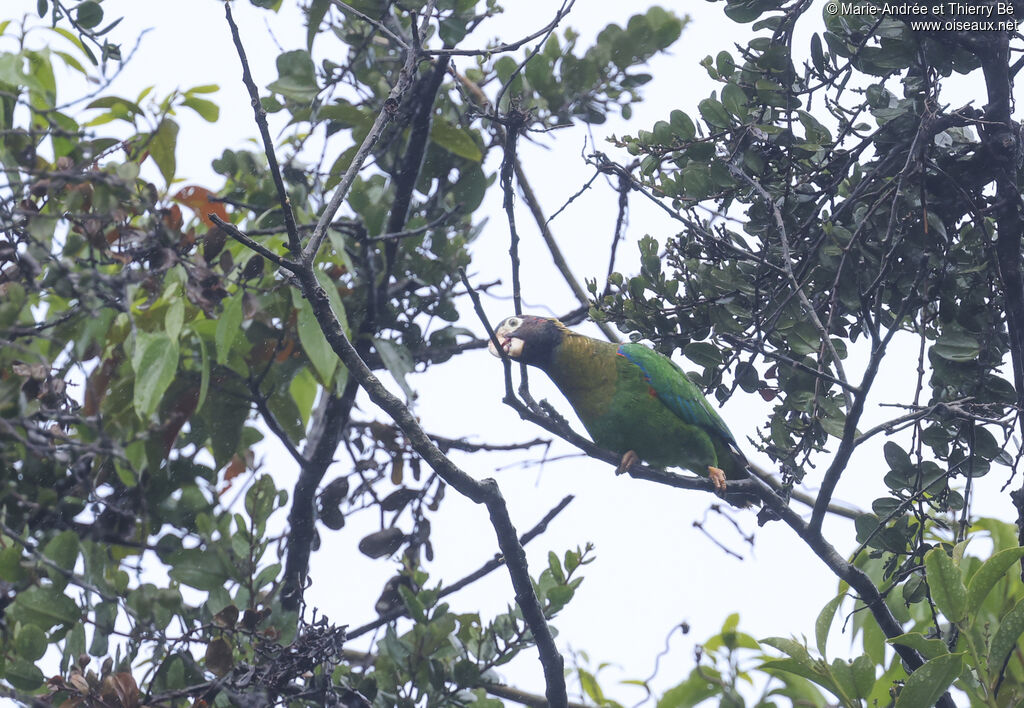 Brown-hooded Parrot
