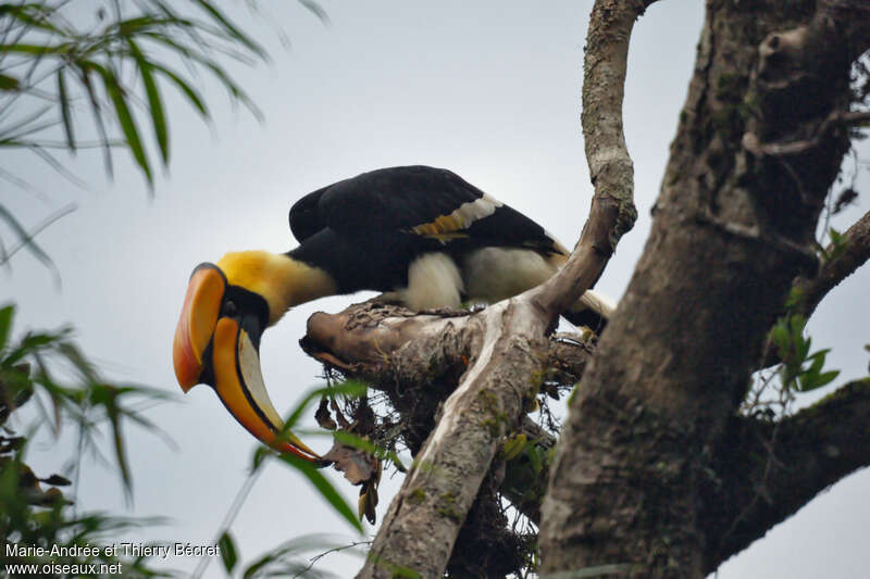 Great Hornbill male adult, eats