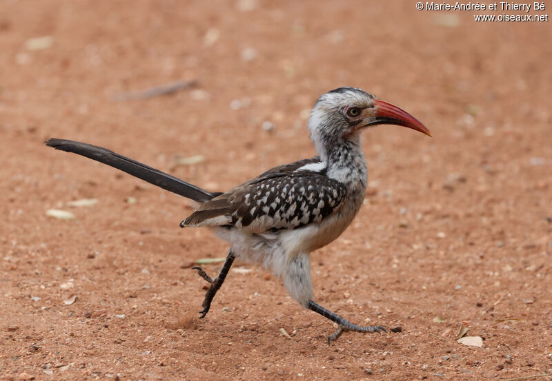 Southern Red-billed Hornbill