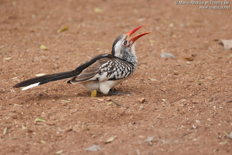 Southern Red-billed Hornbill