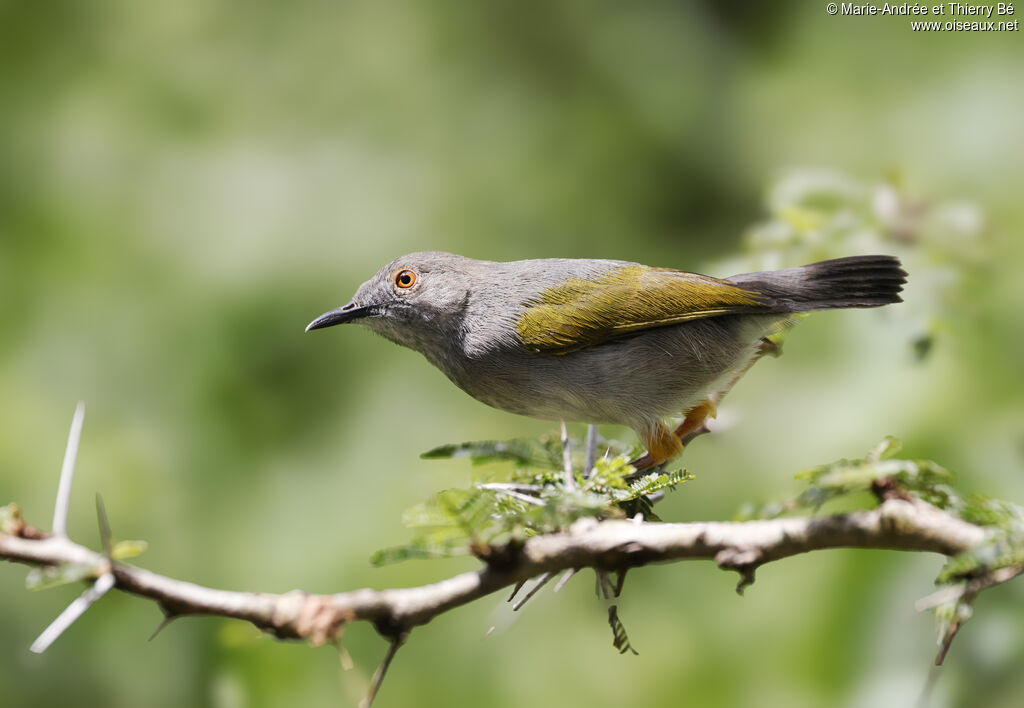 Green-backed Camaroptera