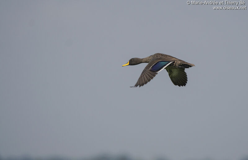 Canard à bec jaune, Vol