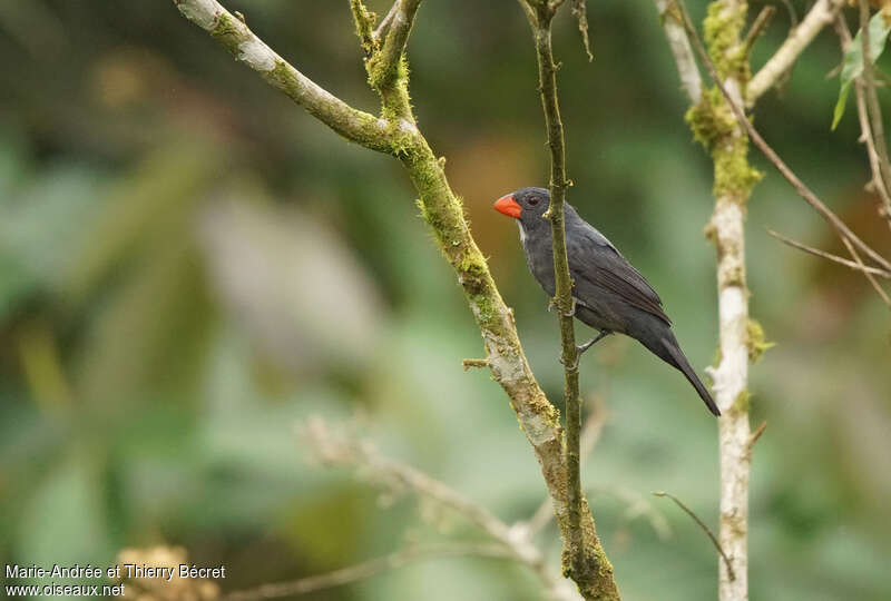 Slate-colored Grosbeak female adult, identification