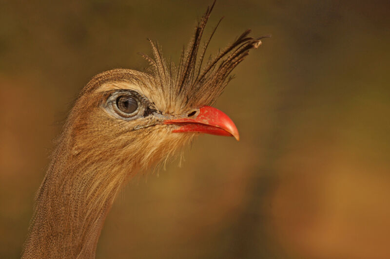 Cariama huppé