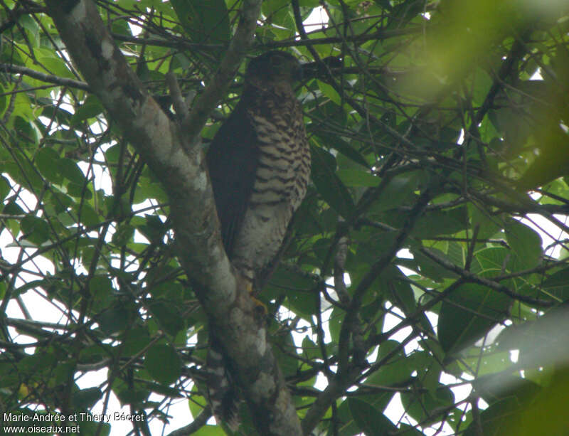 Collared Forest Falconimmature, identification