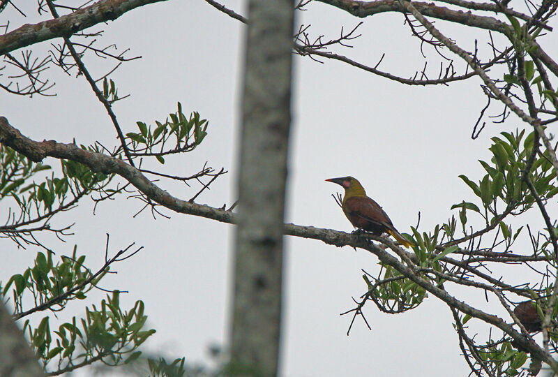 Olive Oropendola