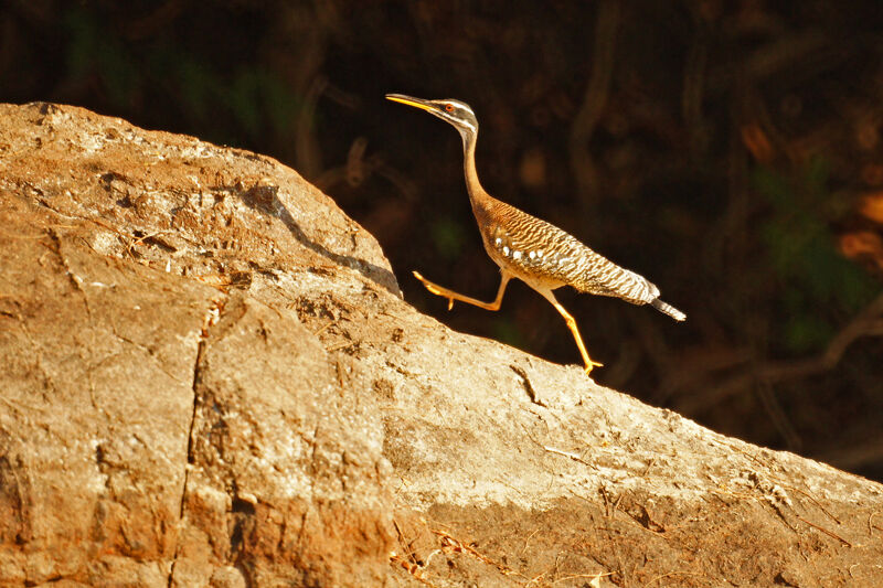 Sunbittern