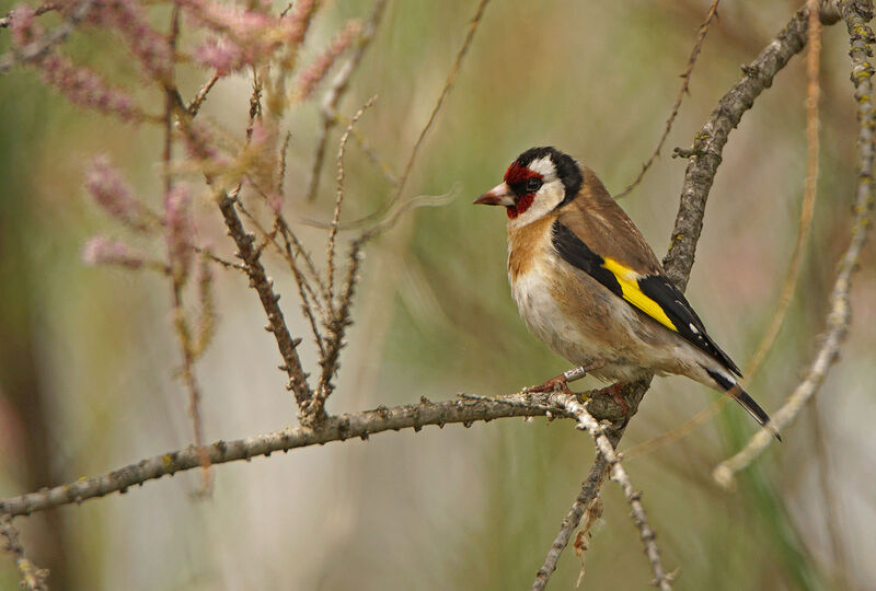 European Goldfinch