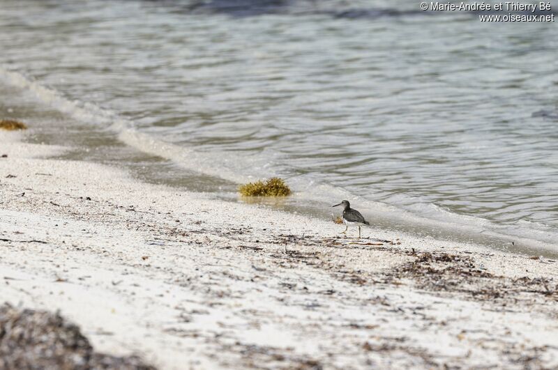 Lesser Yellowlegs