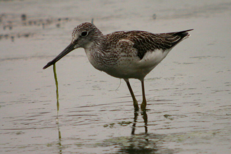 Common Greenshank