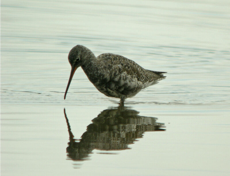 Spotted Redshank