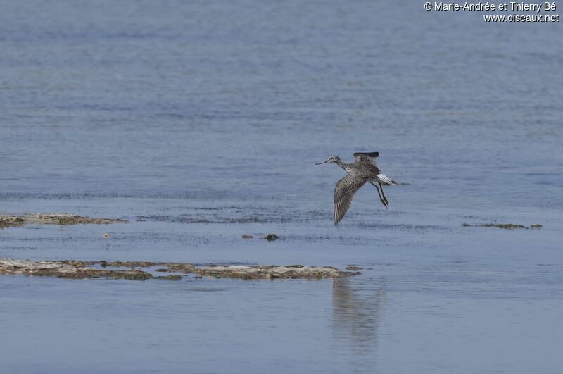 Greater Yellowlegs