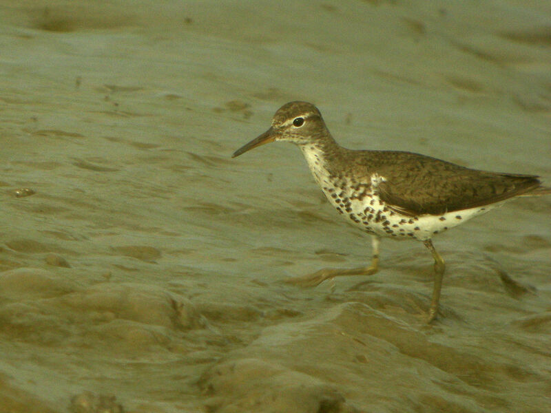 Spotted Sandpiper