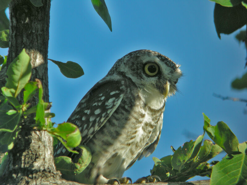 Spotted Owlet, identification