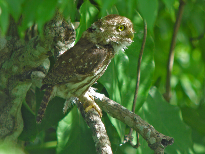 Ferruginous Pygmy Owl