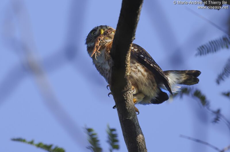 Cuban Pygmy Owl