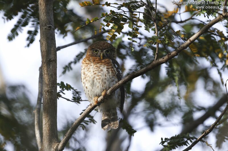 Cuban Pygmy Owl