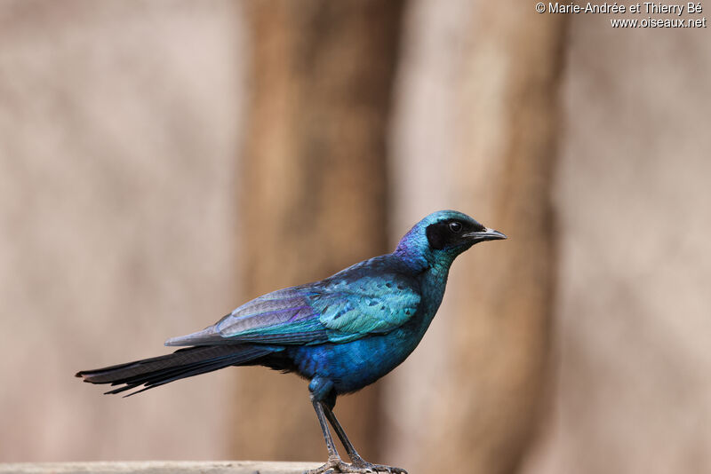 Burchell's Starling