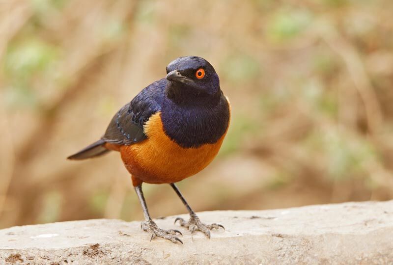 Hildebrandt's Starling