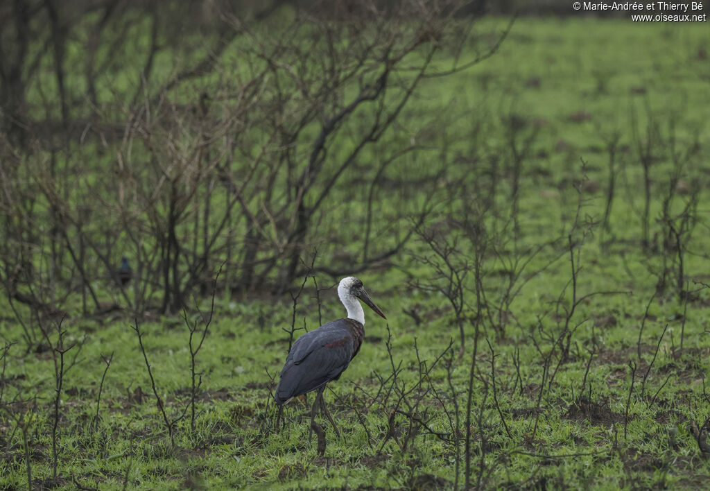 Cigogne à pattes noires