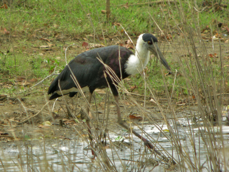 Cigogne épiscopale