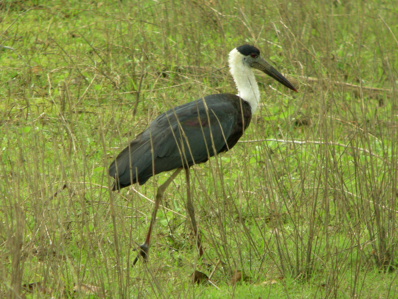 Cigogne épiscopale